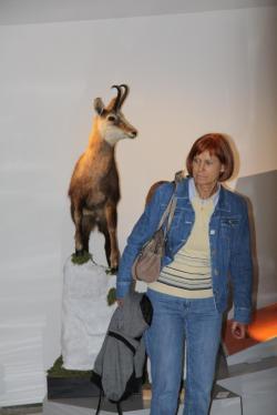 Gremo v gore!Ali veste, da GAMS vse življenje nosi iste rogove - dolge približno 20 cm?