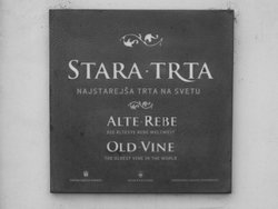 … najstarejša trta na svetu = Stara trta v Mariboru (Modra kavčina ali Žametna črnina).