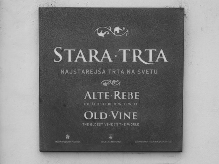 … najstarejša trta na svetu = Stara trta v Mariboru (Modra kavčina ali Žametna črnina).