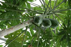 … tri Super Davčna Srca v obliki … kaj je že to?? …