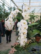 … Phalaenopsis v vsem svojem sijaju …