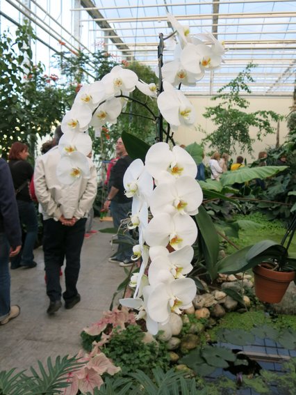 … Phalaenopsis v vsem svojem sijaju …