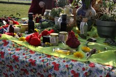 Vetrnica zdravja = rimska zelišča