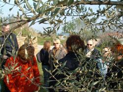 Oljčni nasadi se obdavčijo kot katastrski dohodek za plantažne sadovnjake, ki se poveča za 2 in pol krat, ter za ...