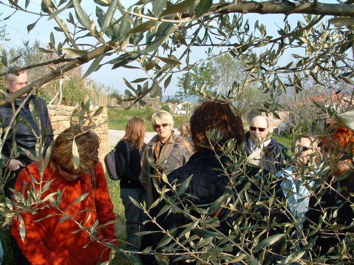 Oljčni nasadi se obdavčijo kot katastrski dohodek za plantažne sadovnjake, ki se poveča za 2 in pol krat, ter za ...